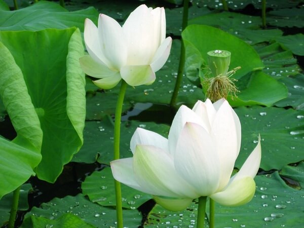 Ý nghĩa của hoa sen trong văn hóa của Việt Nam hoa sen trắng
